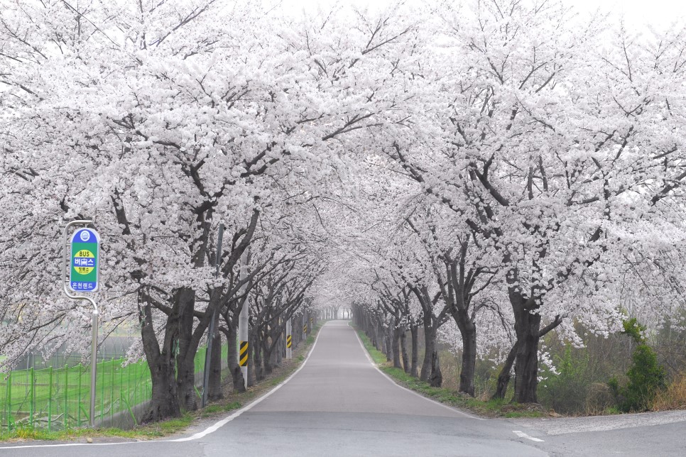 선진꽃길.jpg