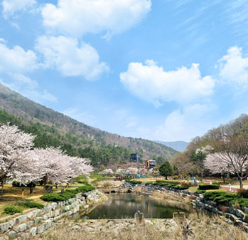 용두공원과 청룡사 겹벚꽃