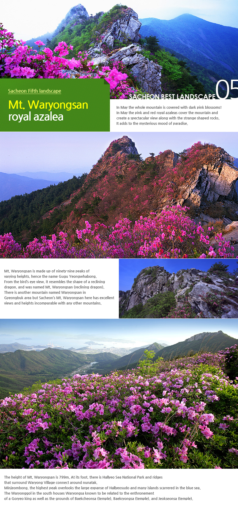 Mt. Waryongsan royal azalea